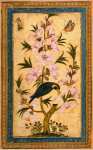 Bird Perching on a Blossoming Branch - Hermitage